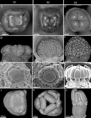 Patterns of Symmetry Expression in Angiosperms: Developmental and Evolutionary Lability